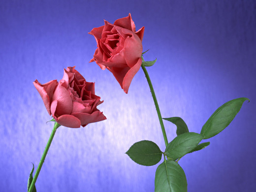 421619 (a): :1600x1200